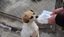 爆料救助狗狗视频大全最新,紧急救援！最新狗狗救助视频大盘点